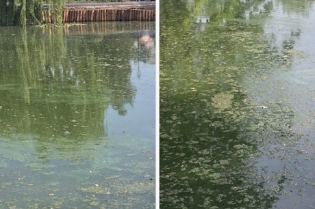 «За что нам это?»: Сталинский пруд в Городском парке Саратова, который «оздоровили» за миллионы бюджетных рублей, протух и зацвёл
