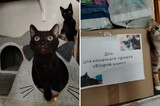 Сотрудники Саратовского филиала «Ситиматик» снова помогли приюту для кошек