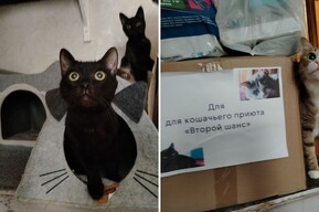 Сотрудники Саратовского филиала «Ситиматик» снова помогли приюту для кошек