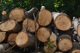 В одном из городов региона вырубят 92 дерева (треть — на кладбище)