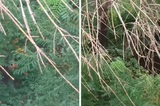 «Ваш ценный специалист стрижёт камни. Три часа»: саратовец заснял на ВИДЕО очень странное благоустройство, сводящее с ума