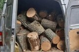 Саратовец срубил более сотни деревьев на дрова: за ущерб в миллион рублей ему грозит до 4 лет колонии