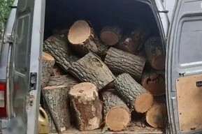Саратовец срубил более сотни деревьев на дрова: за ущерб в миллион рублей ему грозит до 4 лет колонии