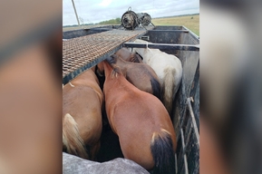 Из Саратовской области в Пензенскую попытались вывезти нелегальных лошадей