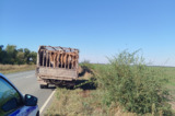 На территории региона остановили машину, в которой находились 18 нелегальных коров