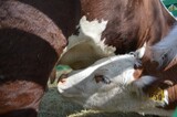 В Саратовской области нашли очаг бруцеллеза крупного рогатого скота