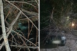В Заводском районе машину разбила ветка, на которую жаловались «в течение трёх лет»