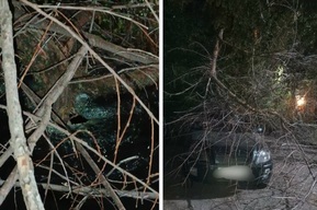 В Заводском районе машину разбила ветка, на которую жаловались «в течении трёх лет»