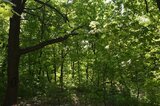 Саратовцев позвали убираться и высаживать деревья в экопарке