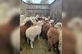 В Саратовской области остановили машину с баранами, которых везли в Чувашию 