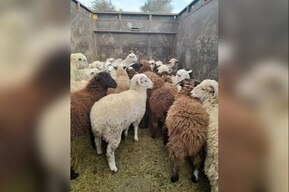 В Саратовской области остановили машину с баранами, которых везли в Чувашию 
