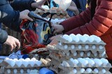 Гречка, рис, яйца: в регионе за неделю подорожало в два раза больше продуктов, чем подешевело